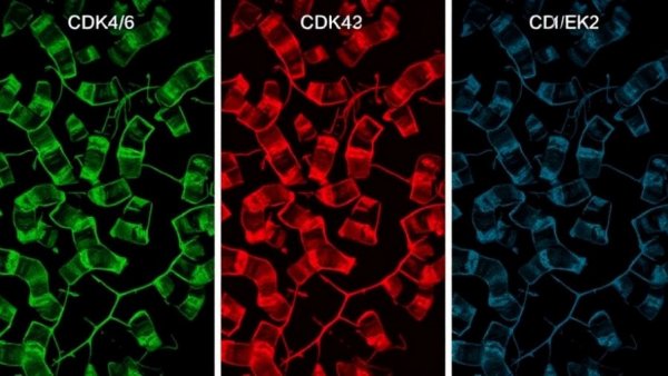 Inactivation of CDK4/6, CDK2, and ERK in G1-phase triggers differentiation commitment
