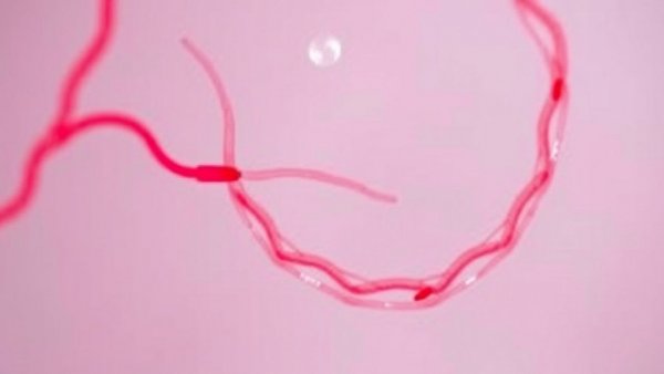 Human Umbilical Cord Blood Metabolites Lengthen Worms’ Lives