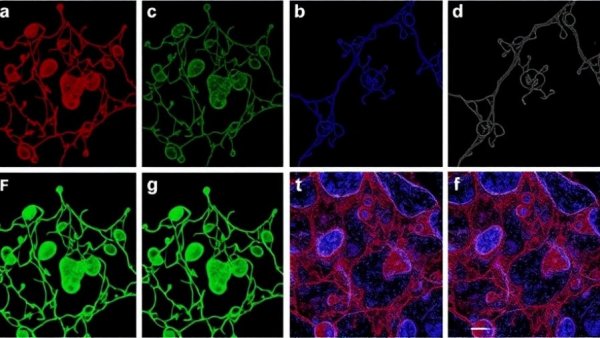 CD38 promotes LPS-induced innate-like activation and proliferation of CD8+ T lymphocytes in aged mice