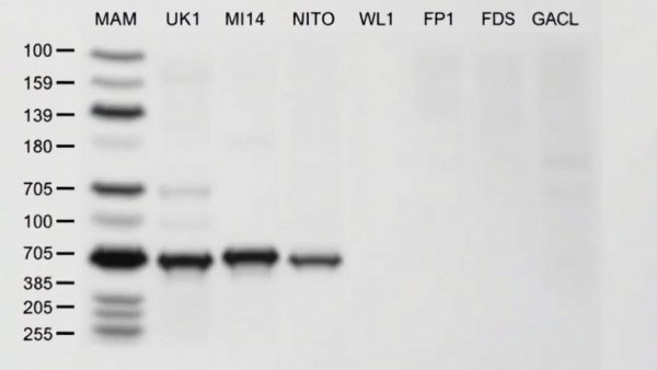 Western blot showing Lon-induced mitophagy, protein bands for MAM, Mito, WCL.
