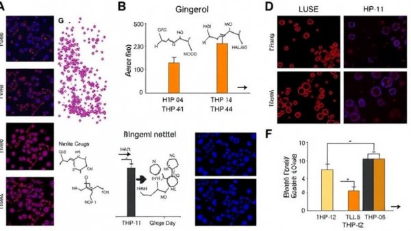 6-Gingerol alleviates high glucose-induced inflammation and cytotoxicity in THP-1 cells by inhibiting TLR4 signaling