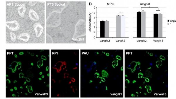 Planar cell polarity protein Vangl2 interacts with M-cadherin and stabilizes its cell surface expression in mouse C2C12 myoblasts
