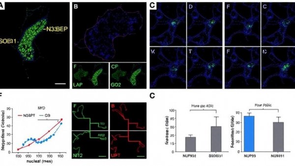 NUP93 facilitates the nuclear import of SOX2 to activate G3BP1 transcription and impairs gemcitabine response in pancreatic cancer