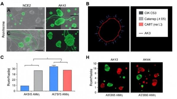 Mitochondrial AK3 inhibits nuclear β-catenin localization and its activation through enhancing mitochondrial activity