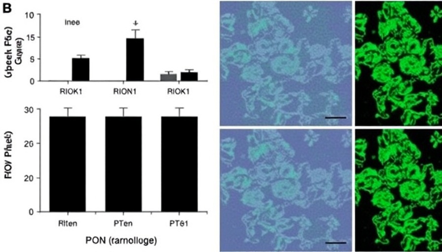 Author Correction: RIOK1 phase separation restricts PTEN translation via stress granules activating tumor growth in hepatocellular carcinoma
