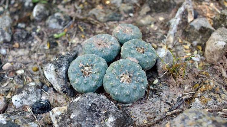 Trump discussing psychedelic drug reforms at desk in office.
