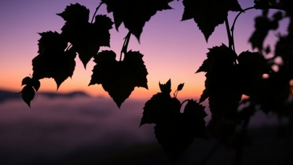 Silhouette of vineyard leaves at twilight in Anderson Valley 2025 harvest.