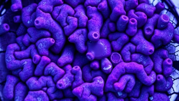 Microscopic view of brain cells with arginine supplementation, Alzheimer's disease research.