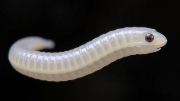 Parasite cleanses: why are so many people obsessed with intestinal worms?