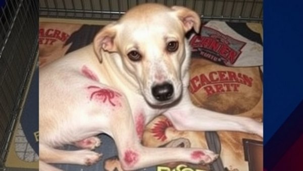 Houston SPCA investigating attack on dog found with multiple deep lacerations in Baytown