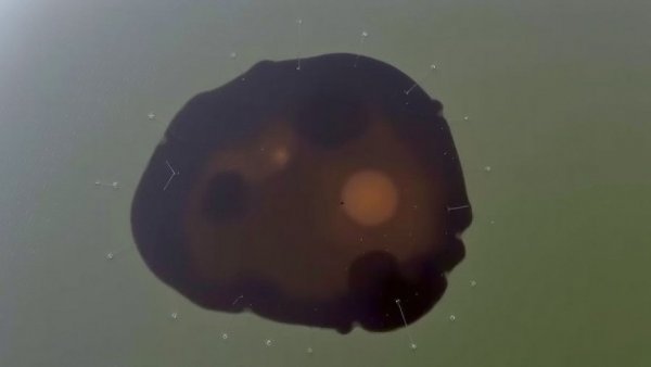 Oil spill contained at PEMEX Deer Park at Houston Ship Channel 