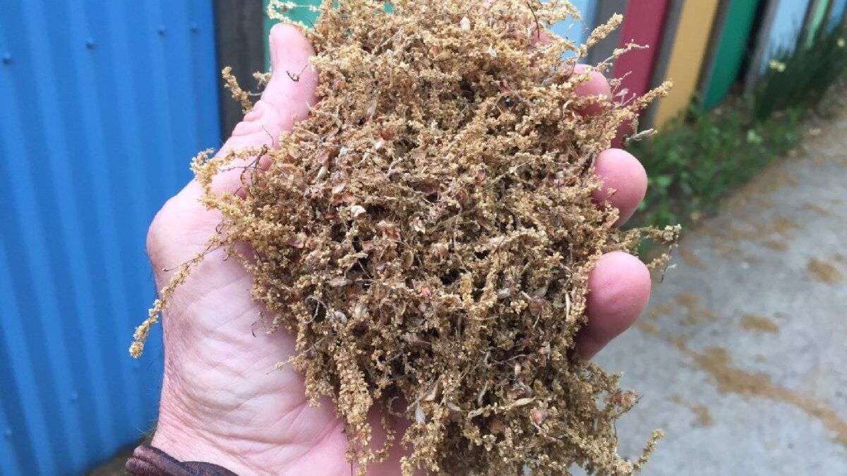 Clumps of yellow oak pollen on the ground showcasing Houston allergies.