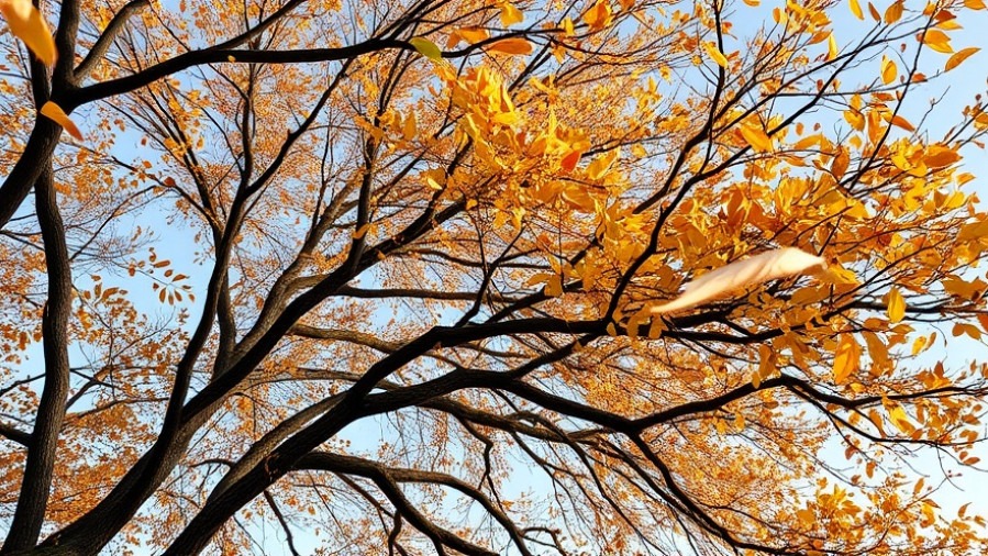 Windy day in San Antonio blowing tree leaves, featured in community news.