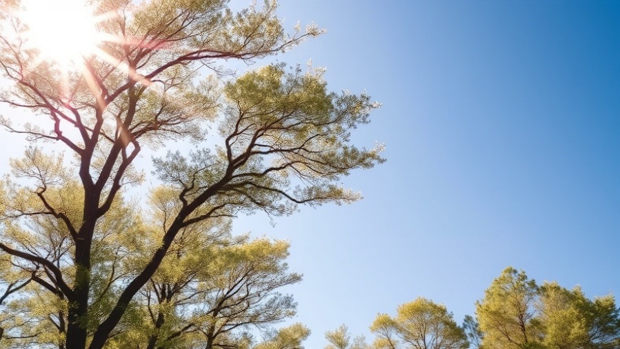 Trees swaying in wind under San Antonio weather alerts for wildfire safety.