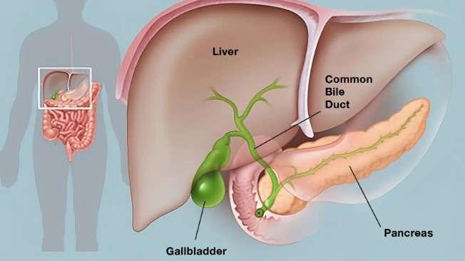Middle-aged man explaining impact of gallbladder removal on your body.