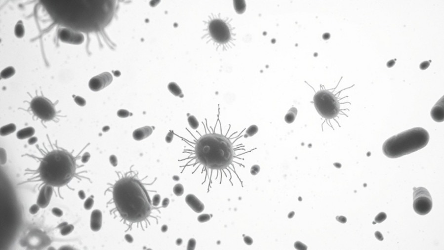 Microscopic view of bacteria illustrating food safety concerns and listeria infection symptoms.