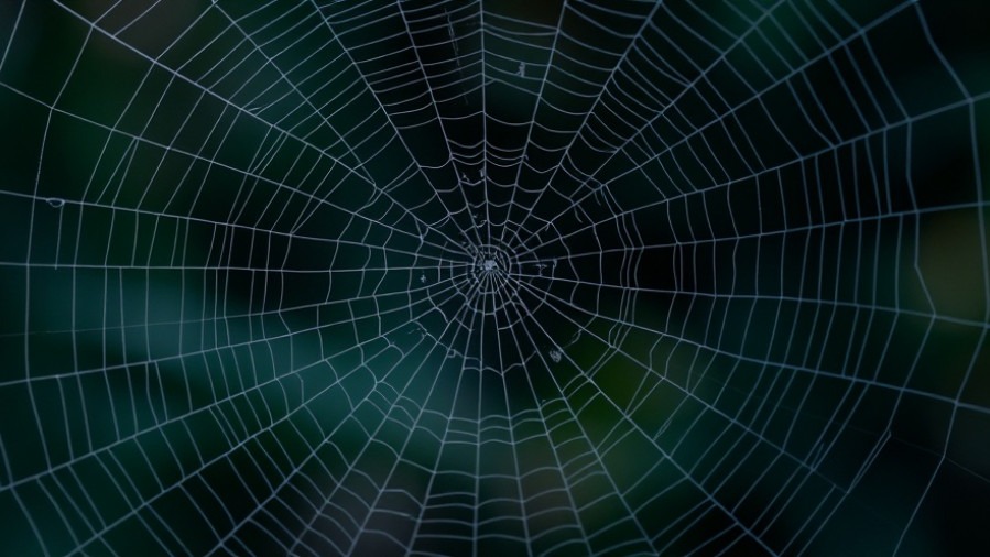 Spider web symbolizing complexity in immigration news USA and current events in America.