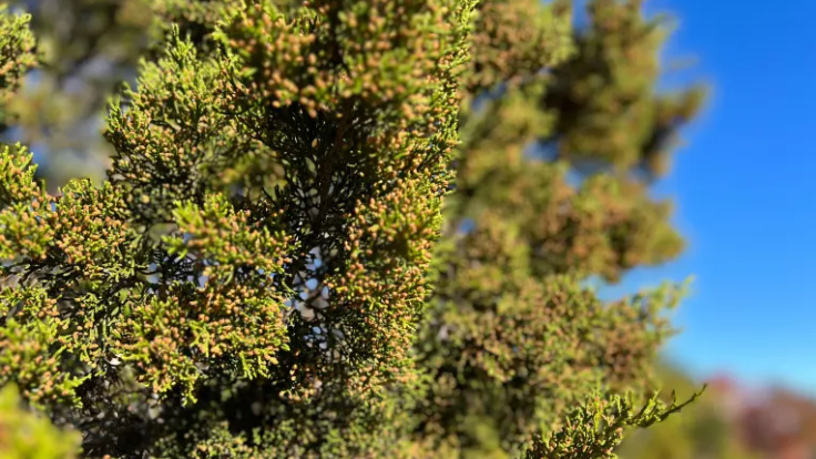 Cedar fever symptoms linked to Austin health news and flu season 2023.