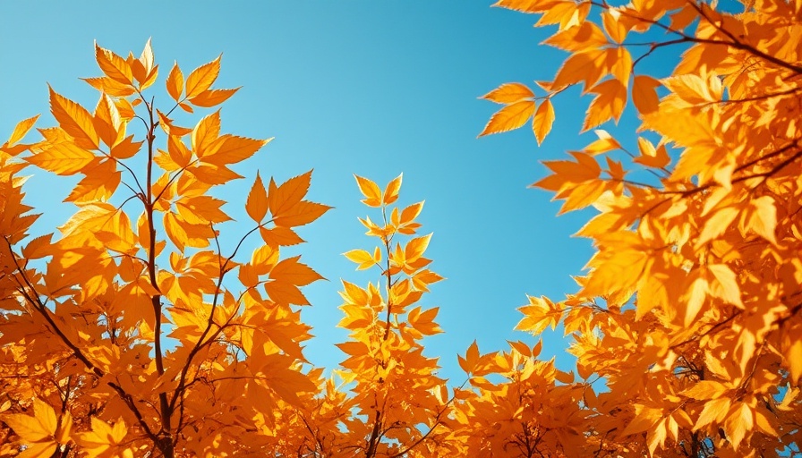 Golden autumn leaves in meteorological fall