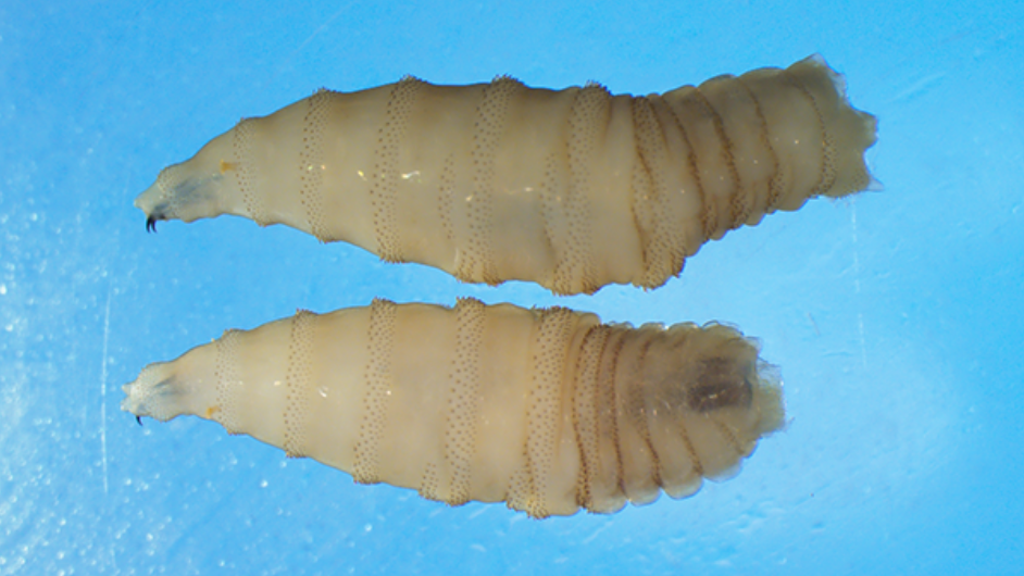 Presentation on screwworm cases in Texas attended by audience in cowboy hats.