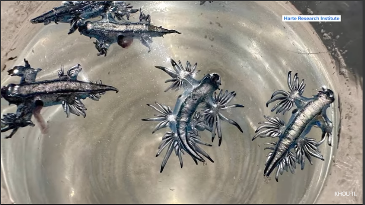 Close-up of blue dragon sea creatures on a hand at Texas beach.