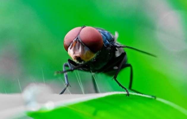 Commissioner Miller Calls for Vigilance After Latest New World Screwworm Detection in Mexico